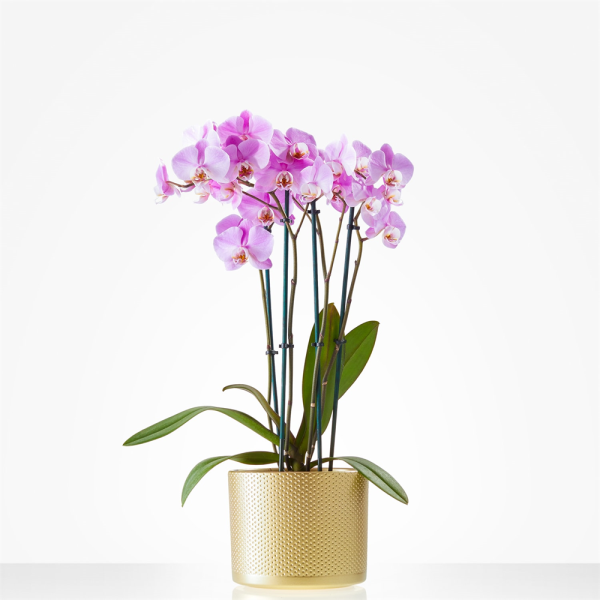  Orchid with matching pot provides the ultimate surprise!