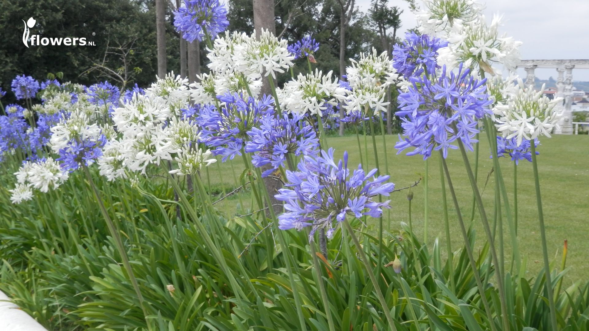 Agapanthus flowers blooming in a summer garden