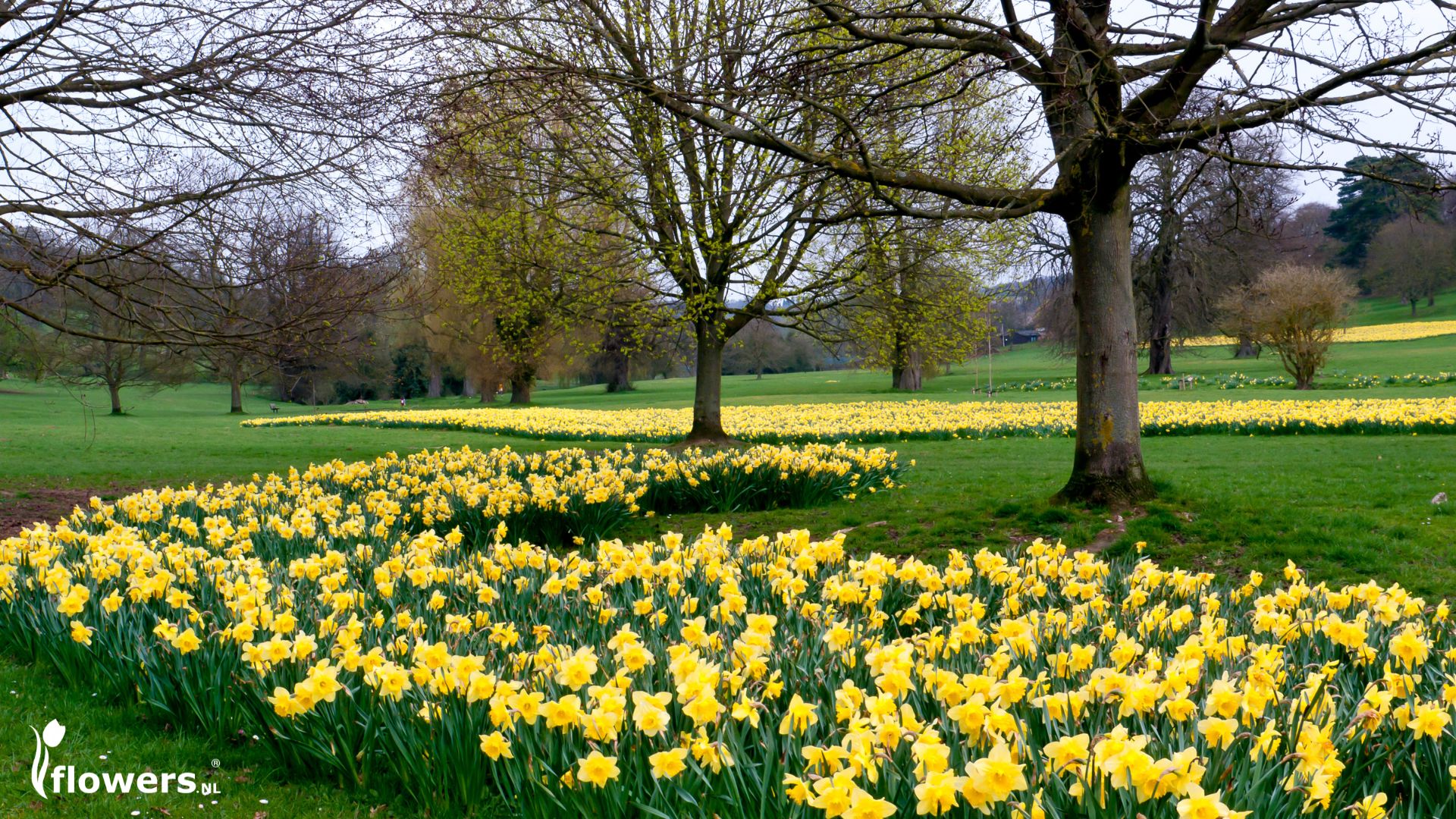 A Border of Daffodils in the Park