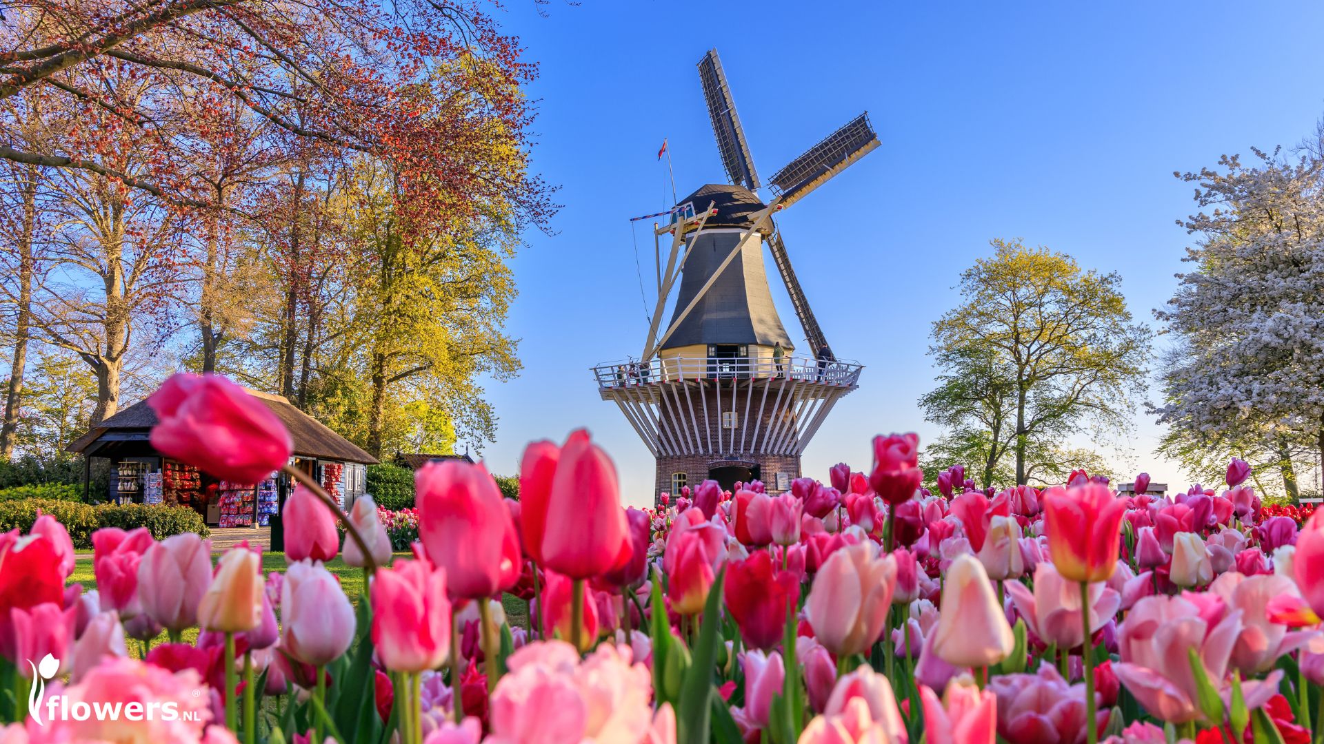 Tulips in front of a Dutch Windmill