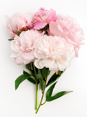 Peony - Care tips Peony -Florist Flowers.nl