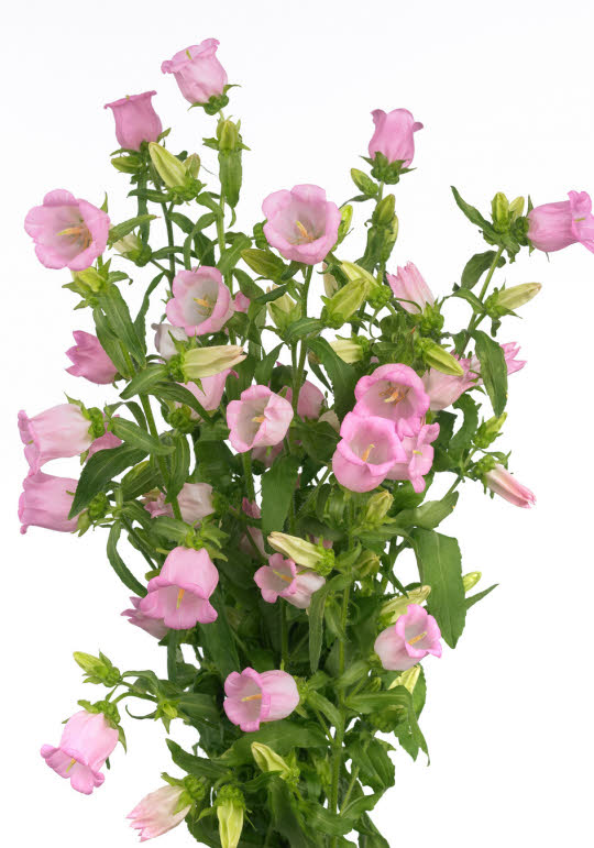 Campanula - Care Tips - Flowers.NL