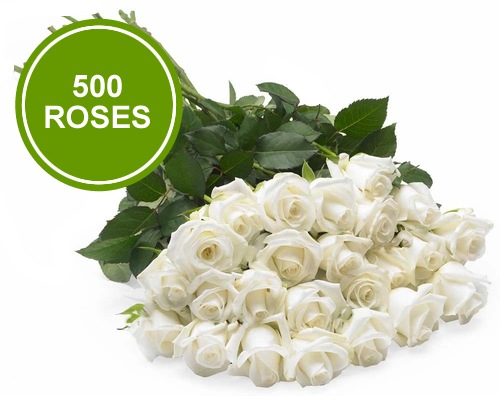 Bouquet 500 White Roses | Daily Fresh Roses
